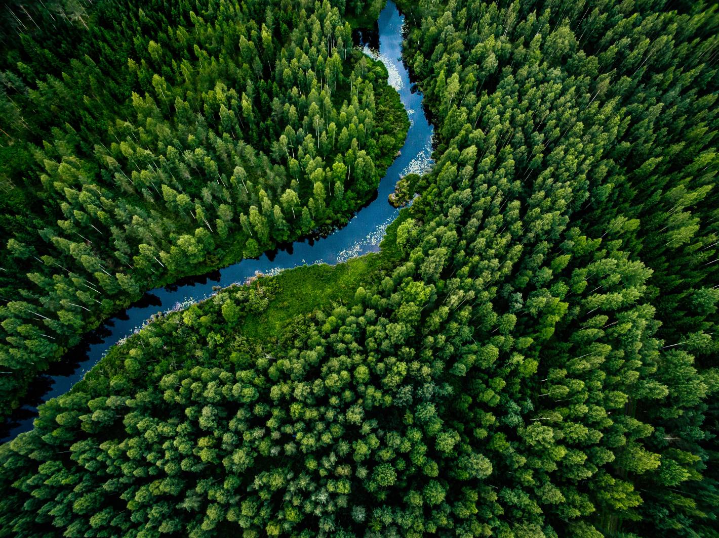 Skog och en älv med rent vatten vattenrening