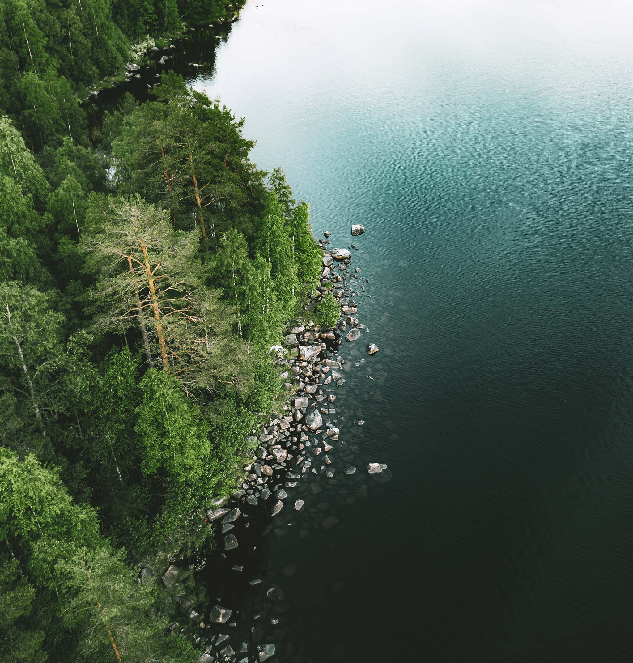 Skog och rent sjövatten vattenrening